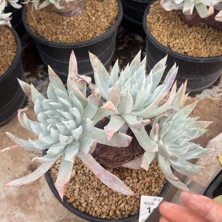 福利白衣～一物一拍11851