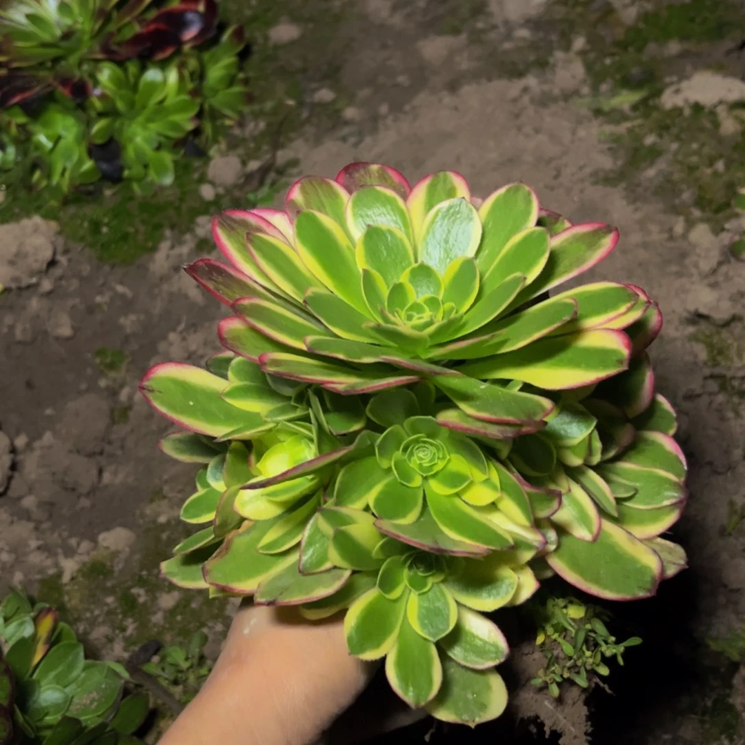 奶白多肉植物捧花的