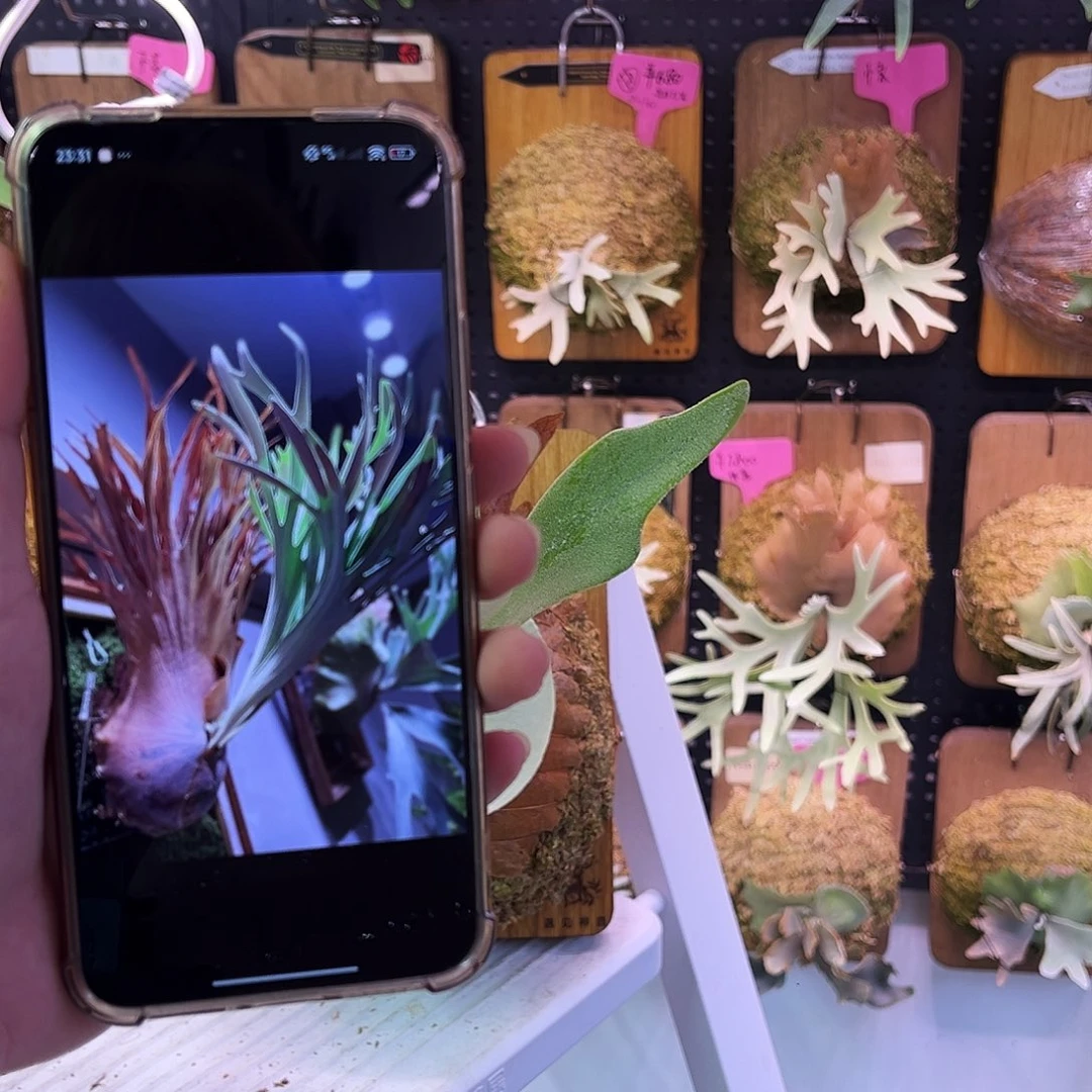 akki 鹿角蕨。 侧。