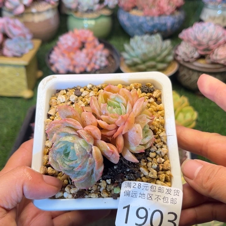 大1903，vzbxbcbcbbb