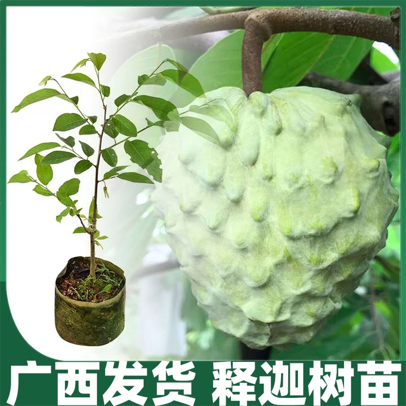 凤梨释迦树苗榴莲释迦果树苗嫁接番荔枝苗蜜释迦苗盆栽地栽