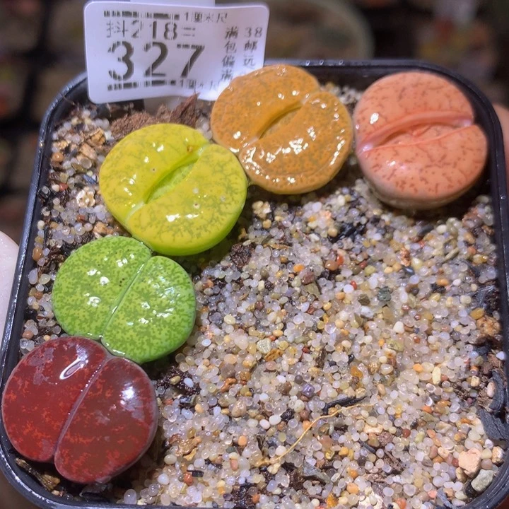 精品生石花218.327