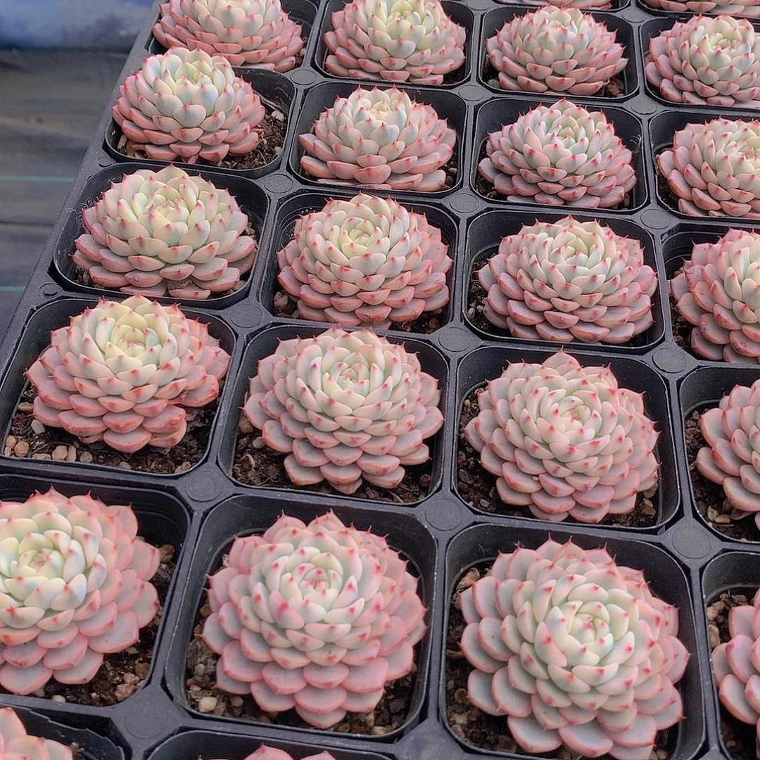 姬莲锦23456788999900