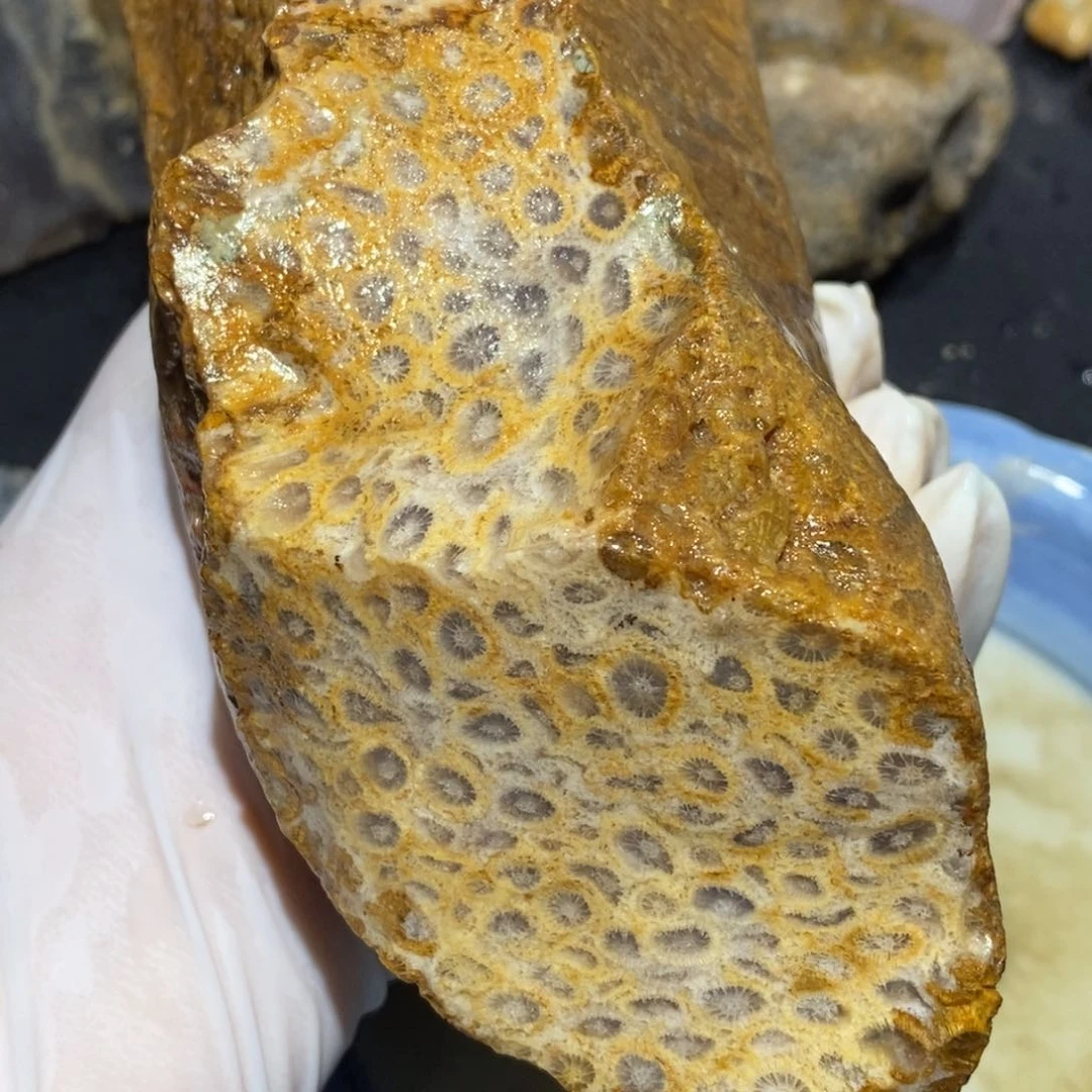 【闪购商品】硅化玉珊瑚玉未镶嵌