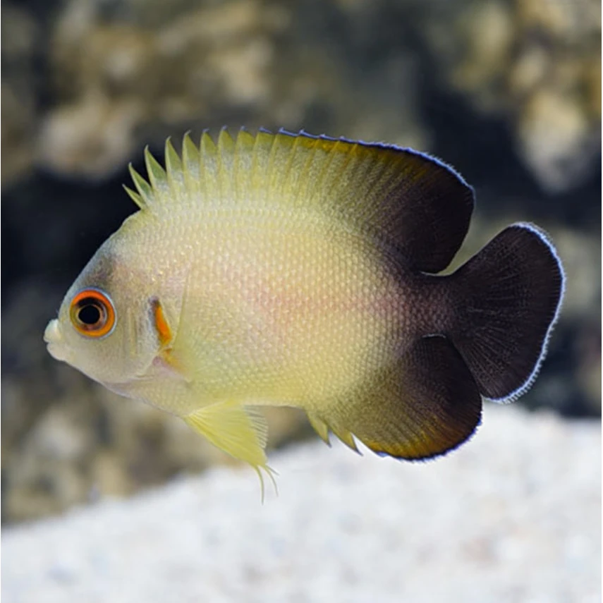 黑尾仙 海水观赏鱼水域海水水域海水