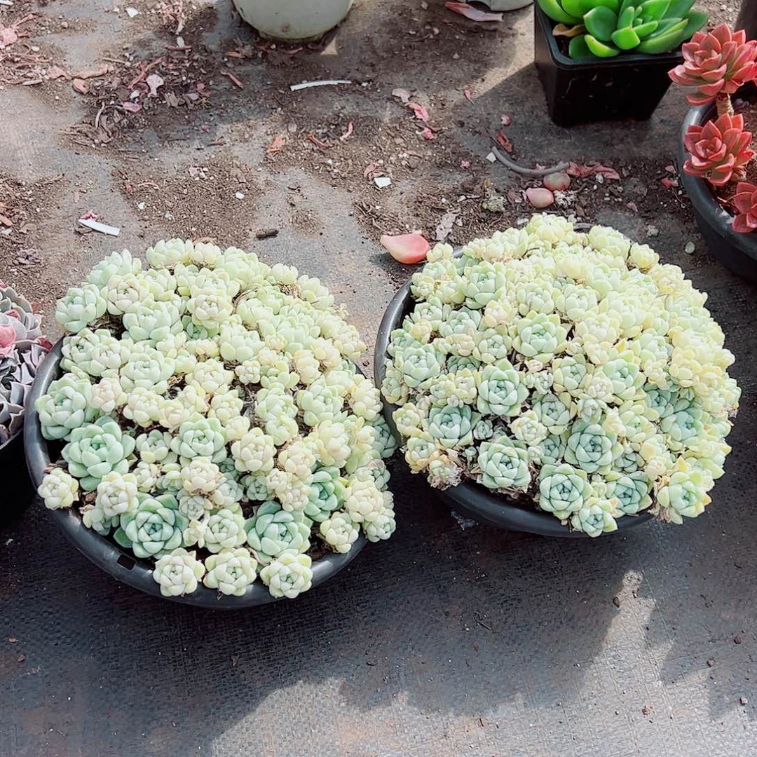 阿尔卑斯月影多头群生精品特价