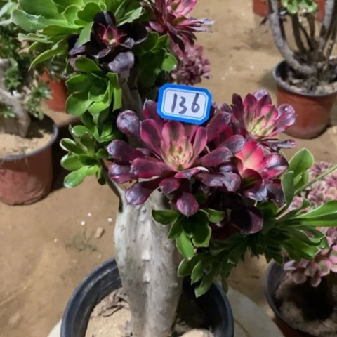 原始绿嫁接法师，