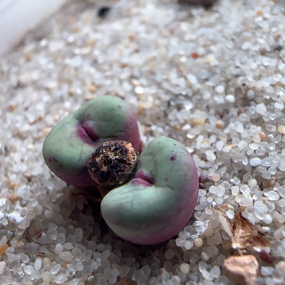 1974/se小红嘴/尺寸不大