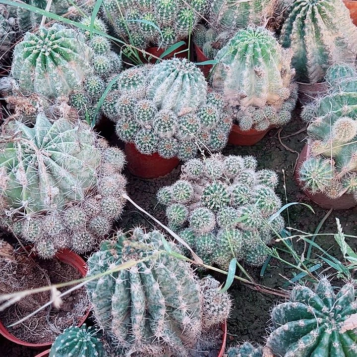 实生彩草 4个 有根5-7厘米 高度