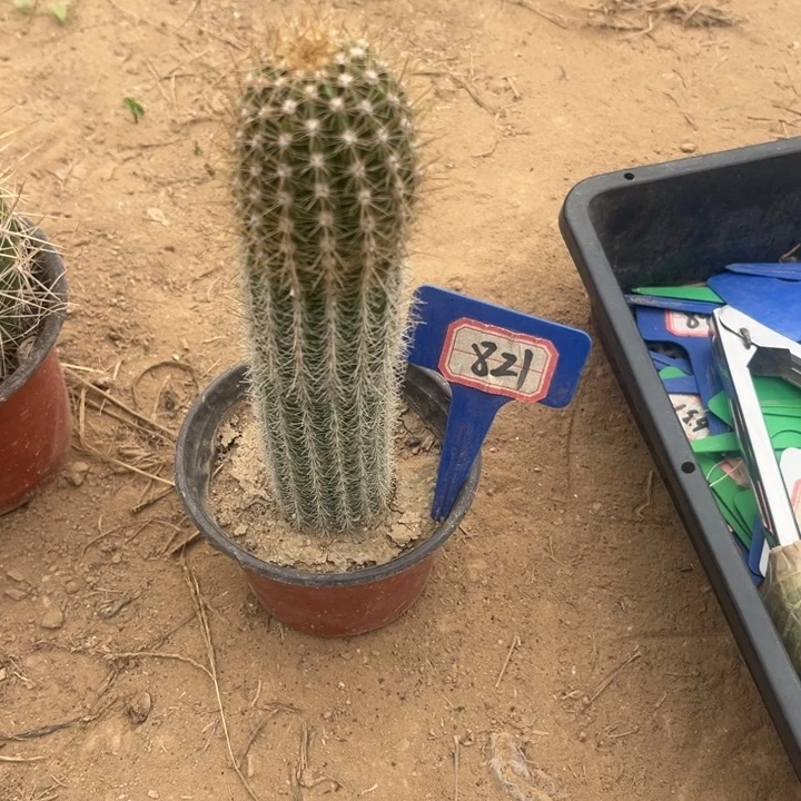 土***豆821，金妞诺尔海姆