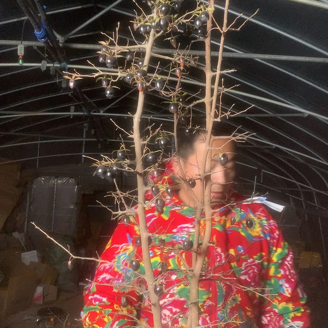 无花朵老鸦的眼睛