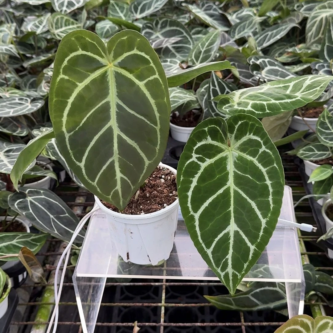 没***兴完全开放一物一拍V137.138