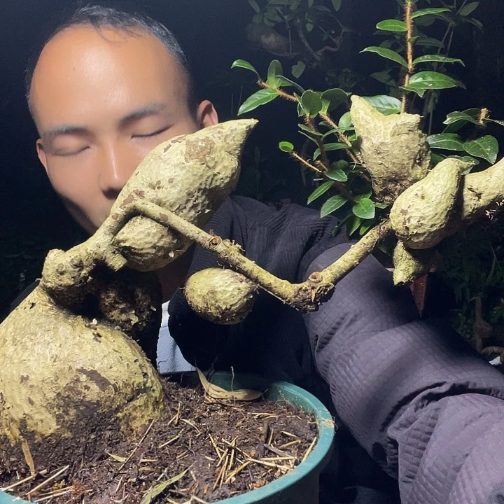 无花朵我也是一天没吃了