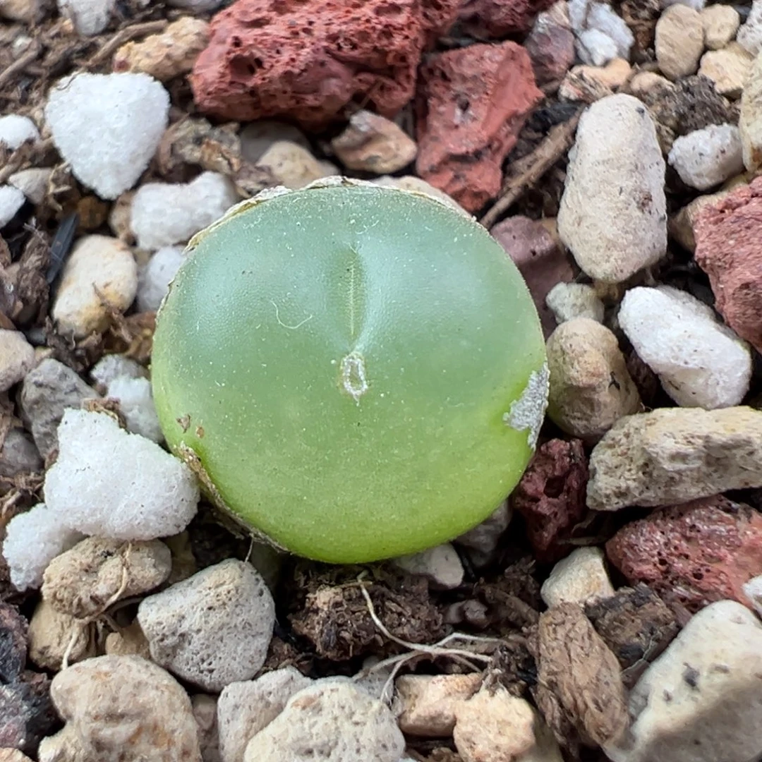 11.28好看的多肉脱土发货649