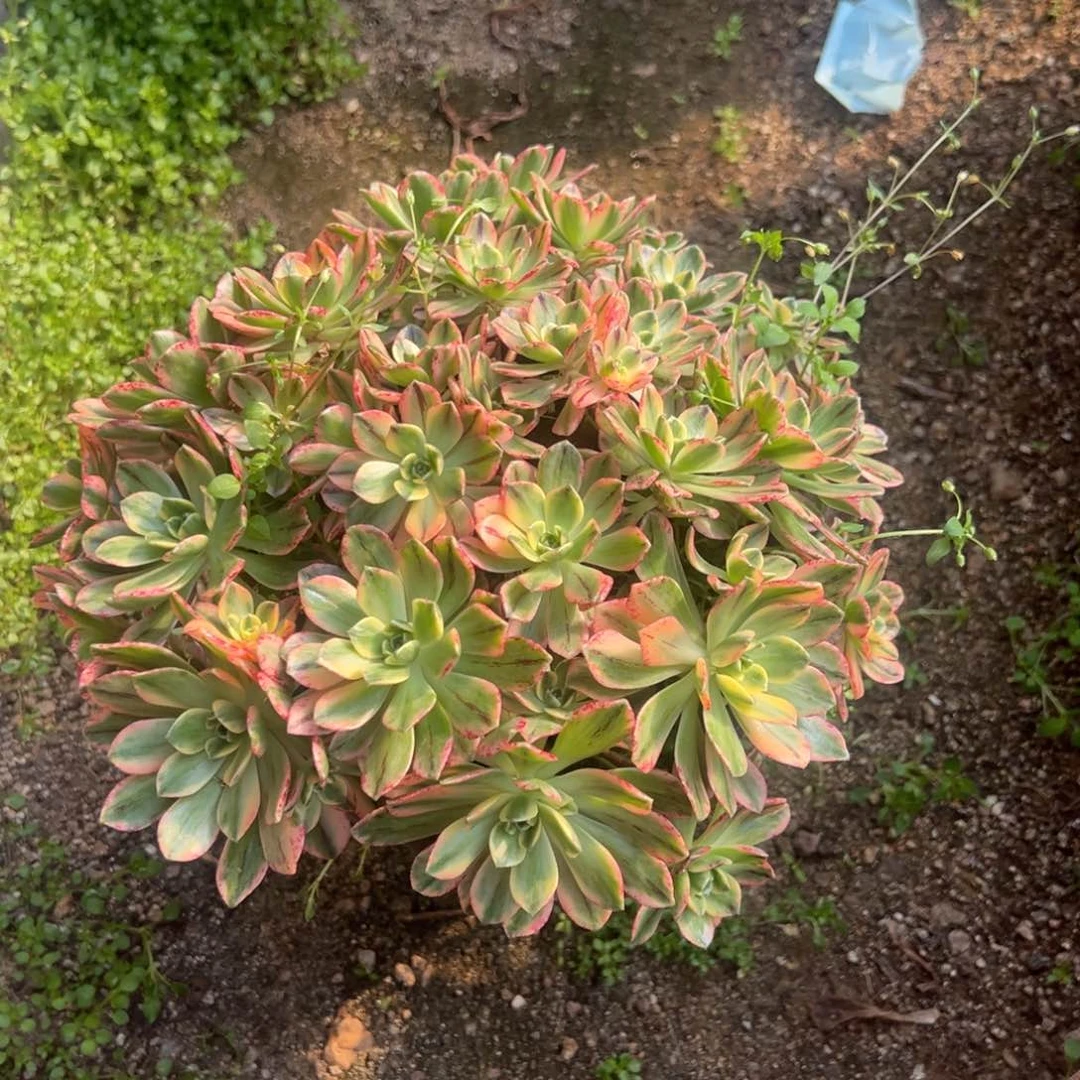 甜茶多肉植物老桩