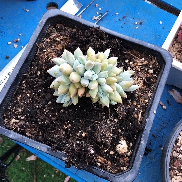 努***鹏哥特缀化多肉植物