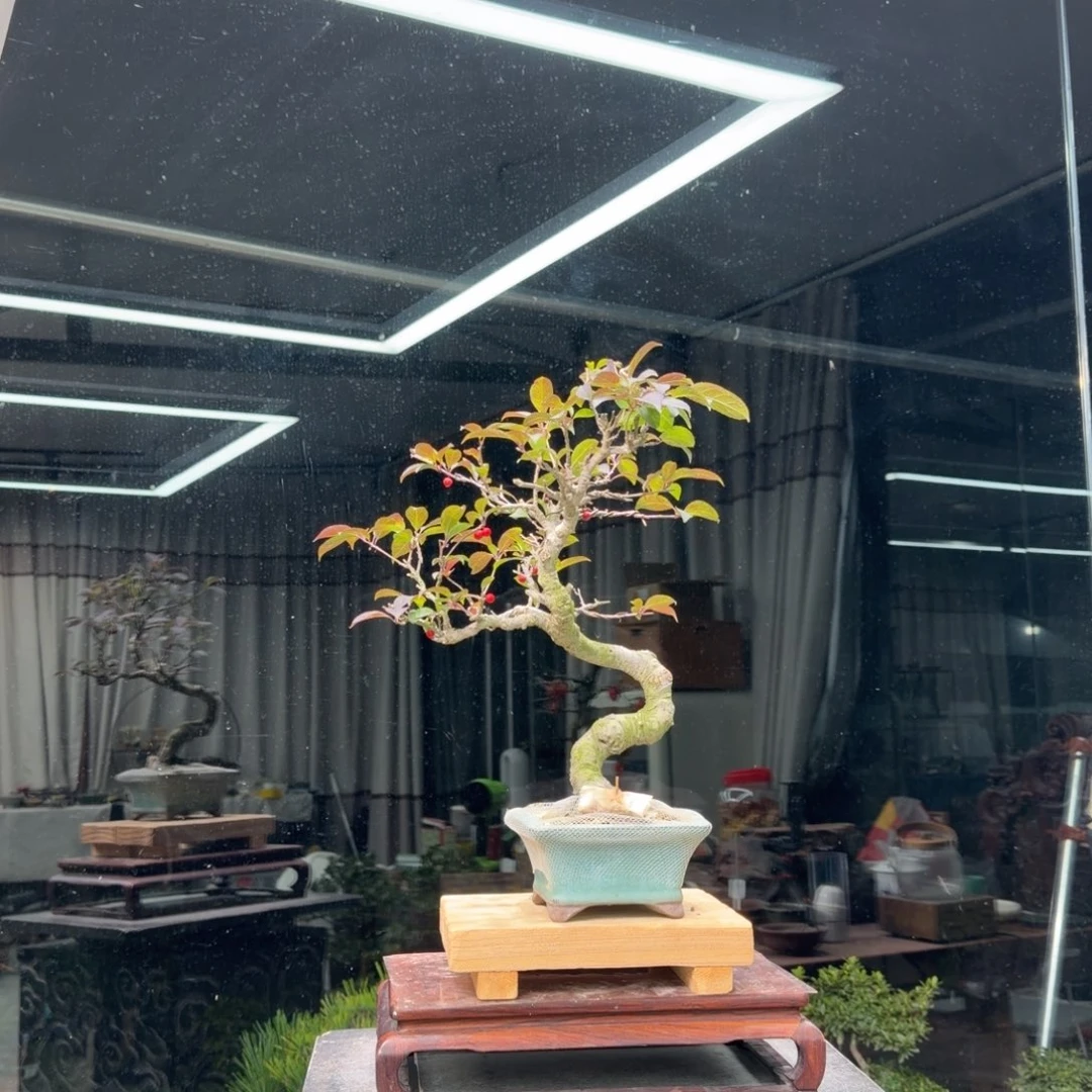 就***玩无花朵花卉苗木花卉苗木