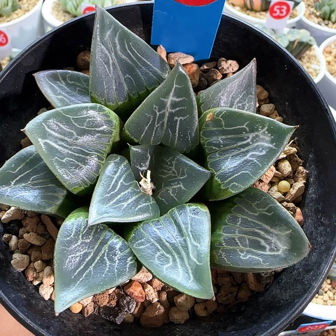 61号实生康克一物一拍带盆土