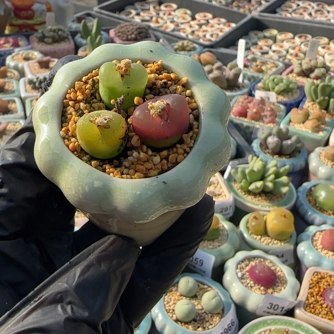 3079-一物一拍 带盆