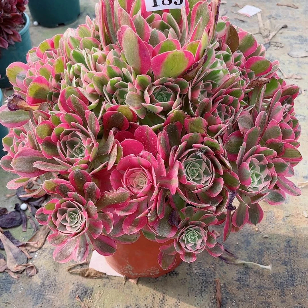 无花朵海*多肉植物189初恋