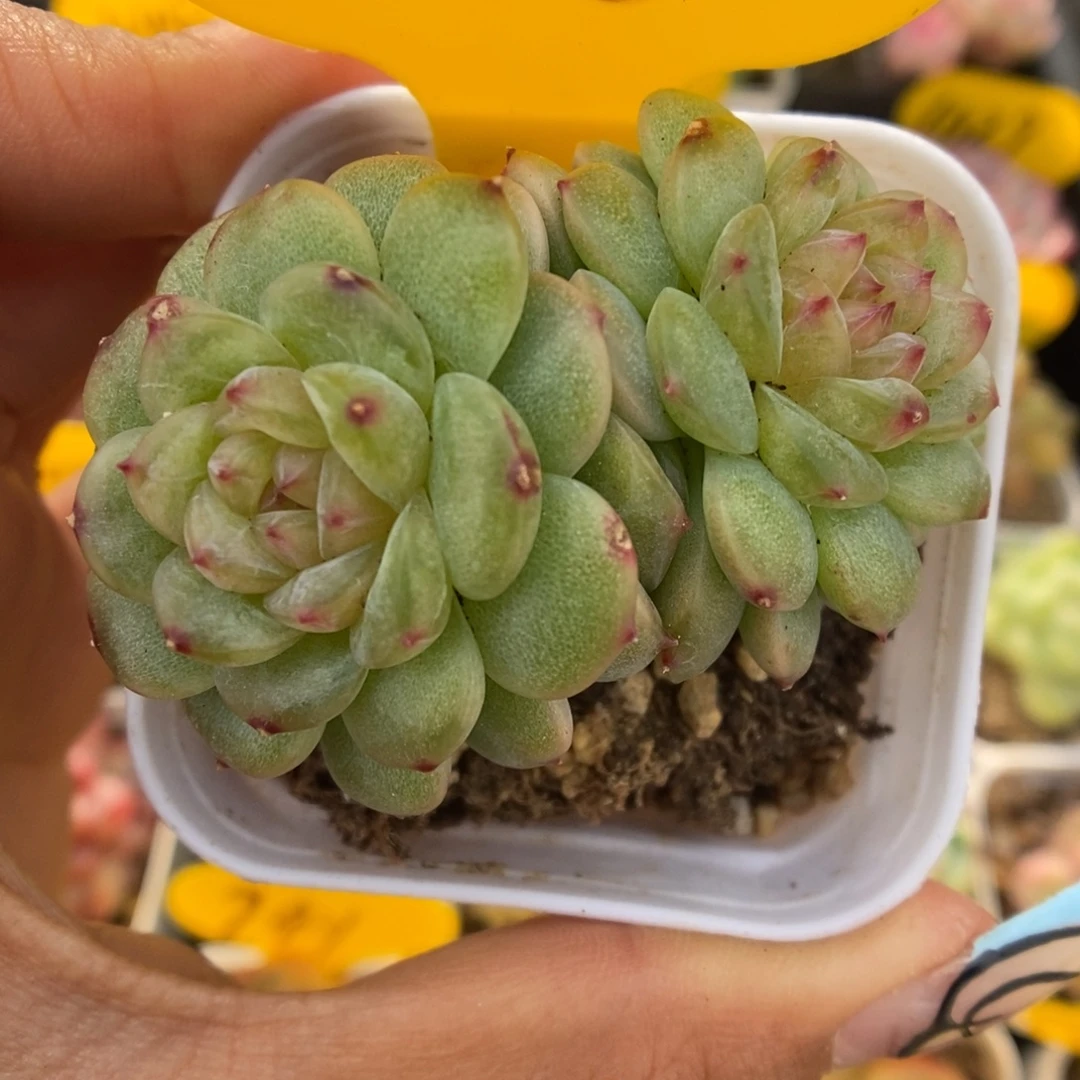 糖心珍妮可拍366号。