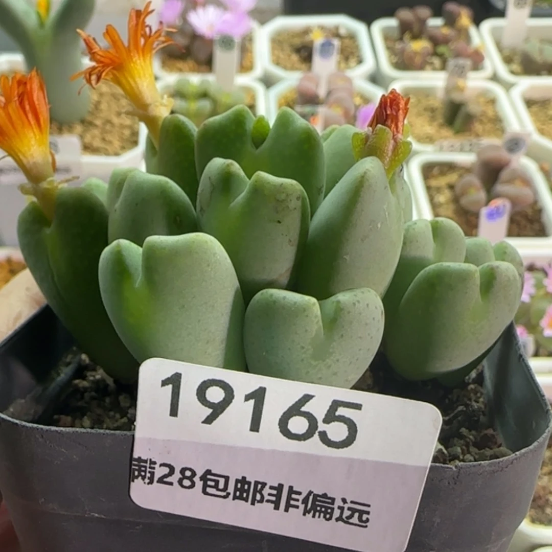 【闪购商品】勿*我19165