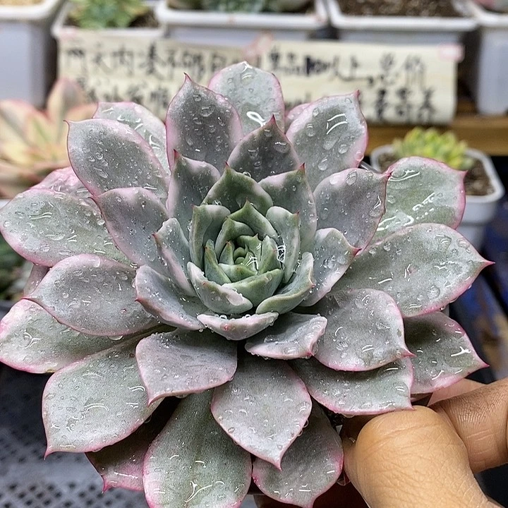 30126 粉爱丽覆轮锦