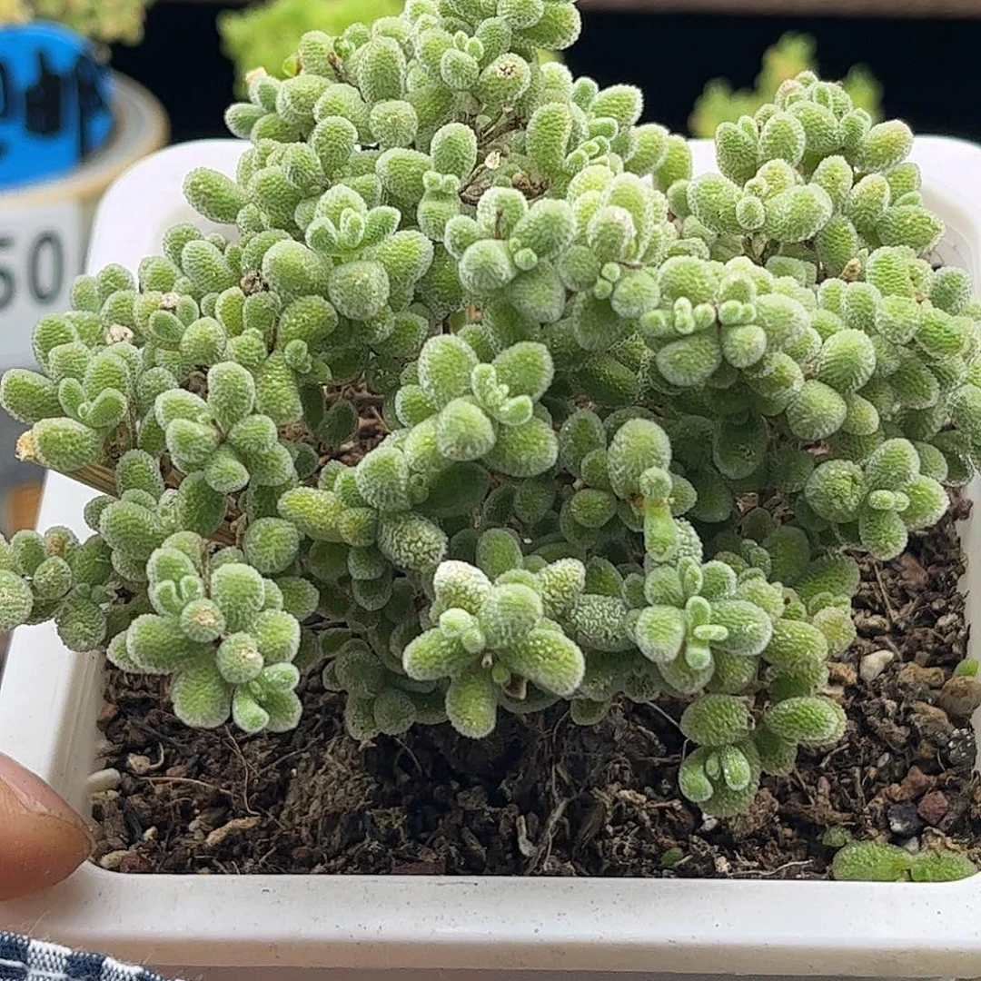 39冰晶优选枝干番杏