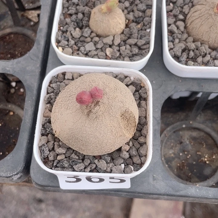 幸***忆364玫瑰大戟块根植物