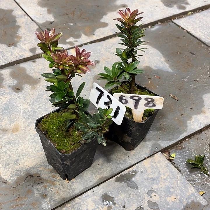 哥***人以实际为准罗汉松731/698