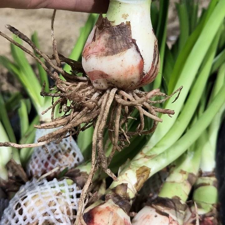 六芒星朱顶红一棵5+