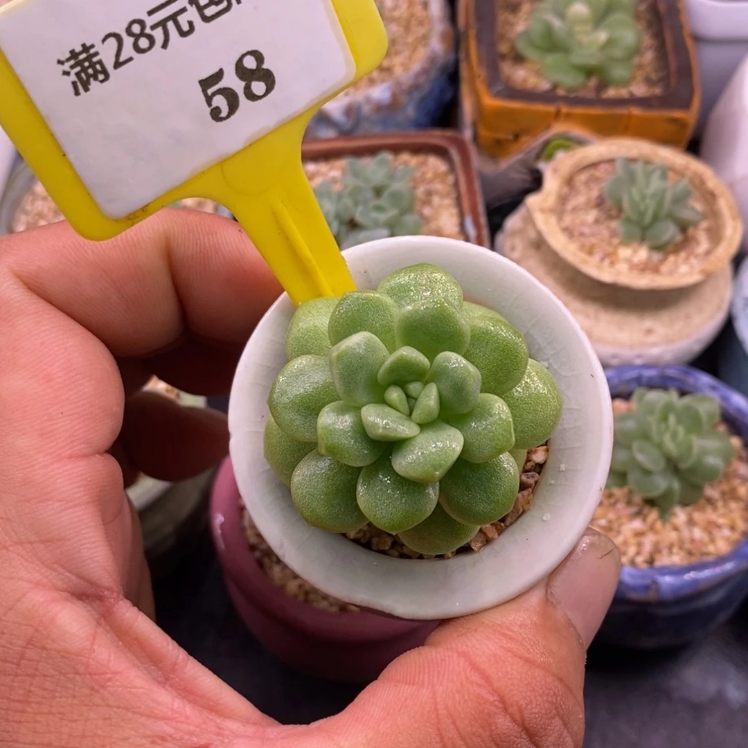 158老桩冰玉石化丸叶