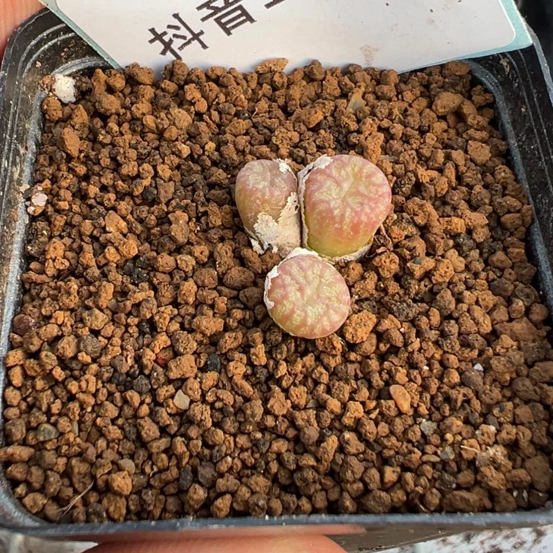 妞*18-56送奶工杂多肉植物