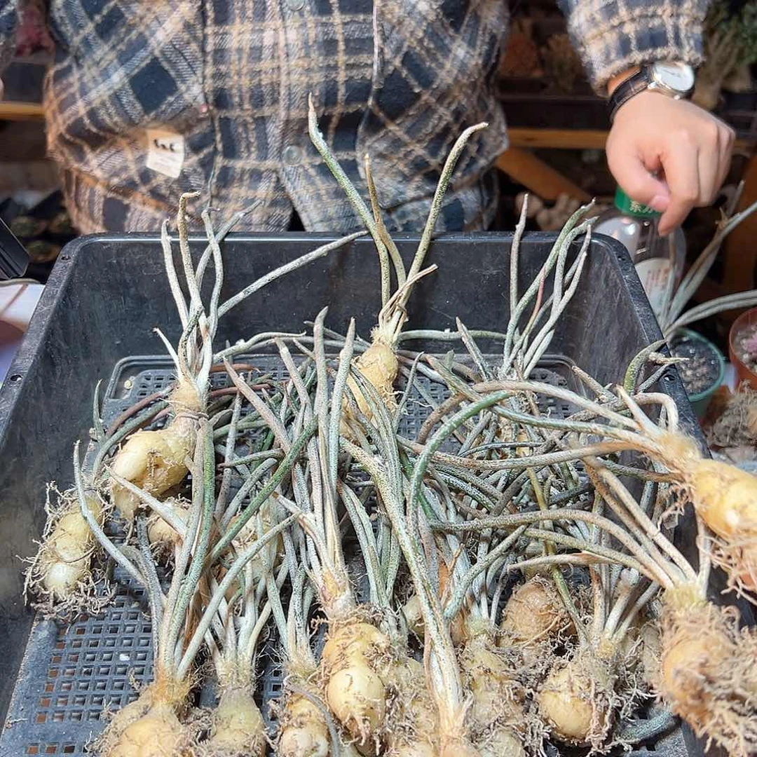 实生美杜莎1颗脱土