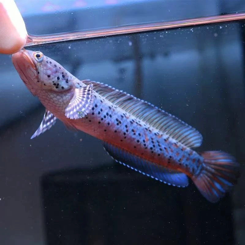 幻彩紫宝石雷龙中型雷龙鱼