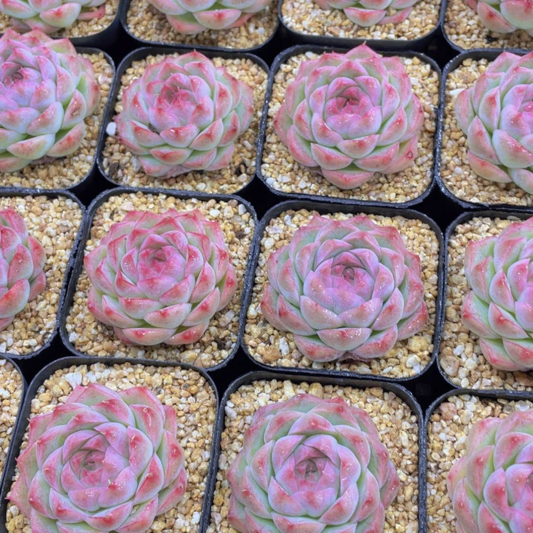 量拍65号 睫毛桃熏女王单头一个