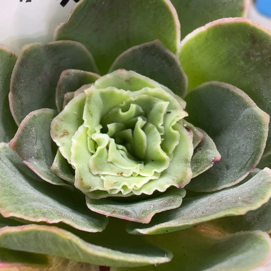 小****^蕾丝  915.915