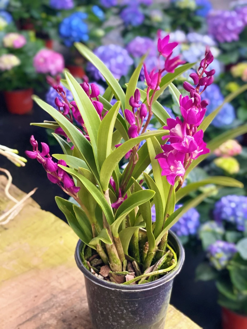 [澳洲香水]石斛兰春石斛红花洋兰好养活基地直发