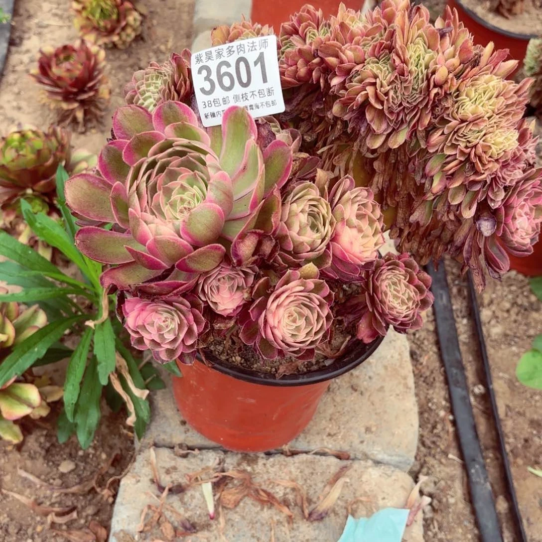 无花朵2棚法师00003601倾城缀