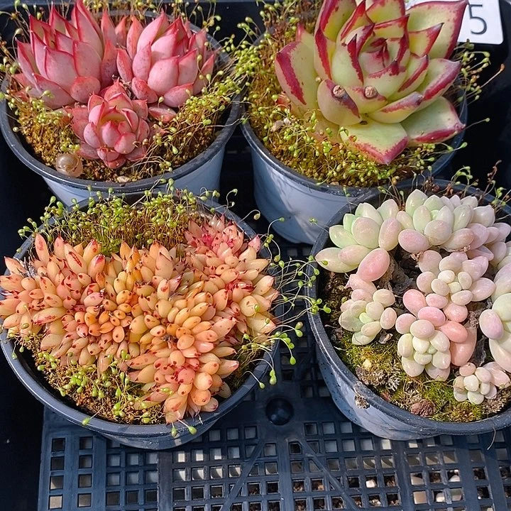 165 多肉植物盆栽花卉植物