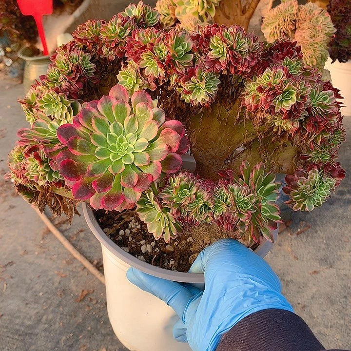 朝霞朵朵脱土发货啊