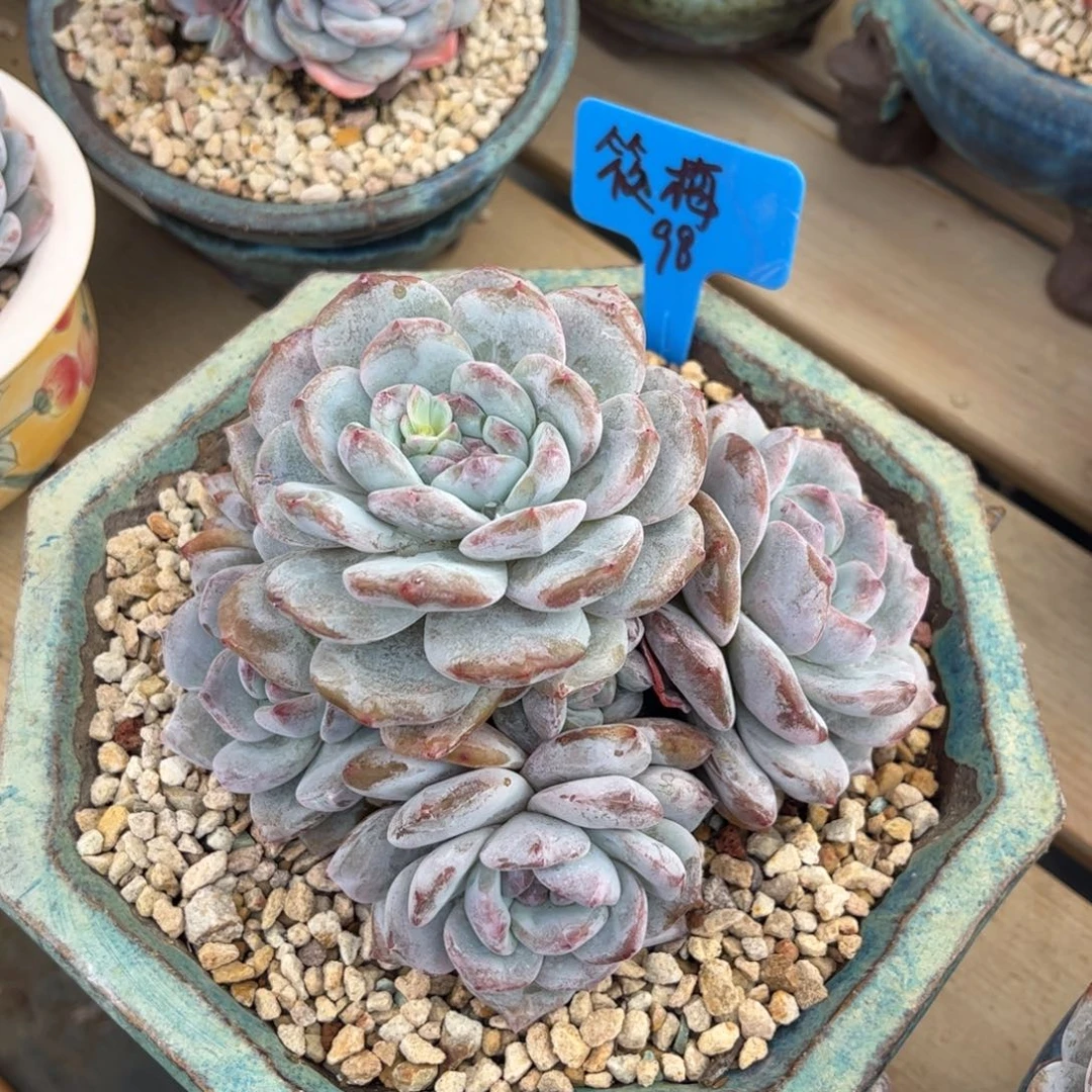 筱梅石榴籽多肉植物