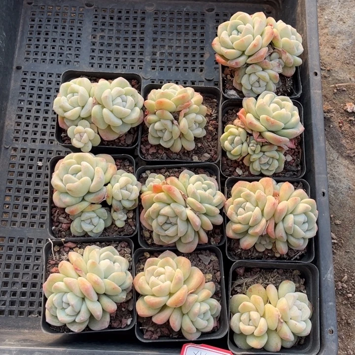 X***、冰玉多肉七方盆一组10个两头三头混搭