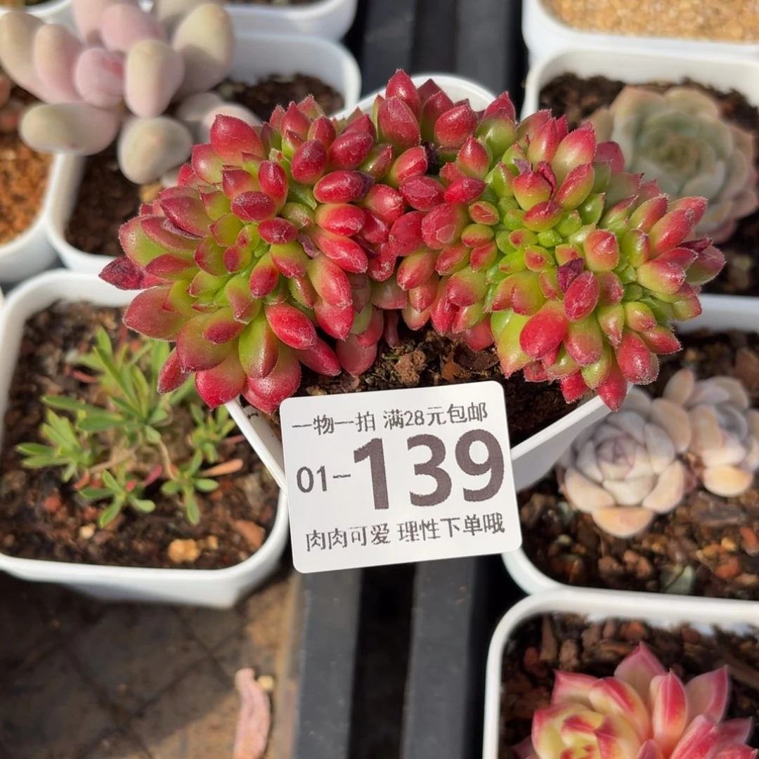 卡罗尔缀化无盆土发货无盆