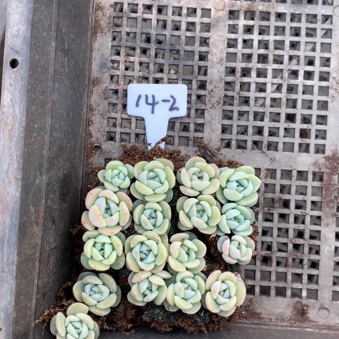 14-2七妹播种切糕