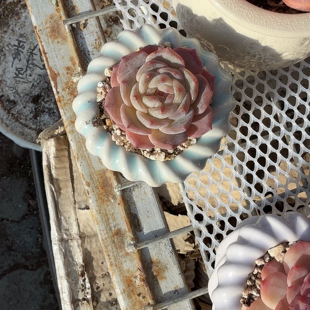 小精品带盆多肉植物