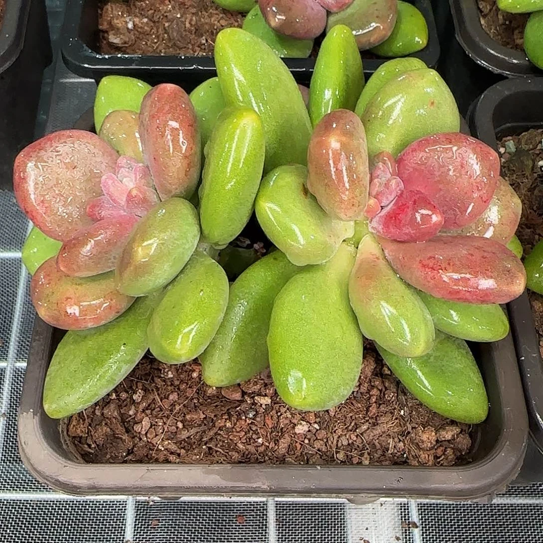 从前慢花园精选芒果奶