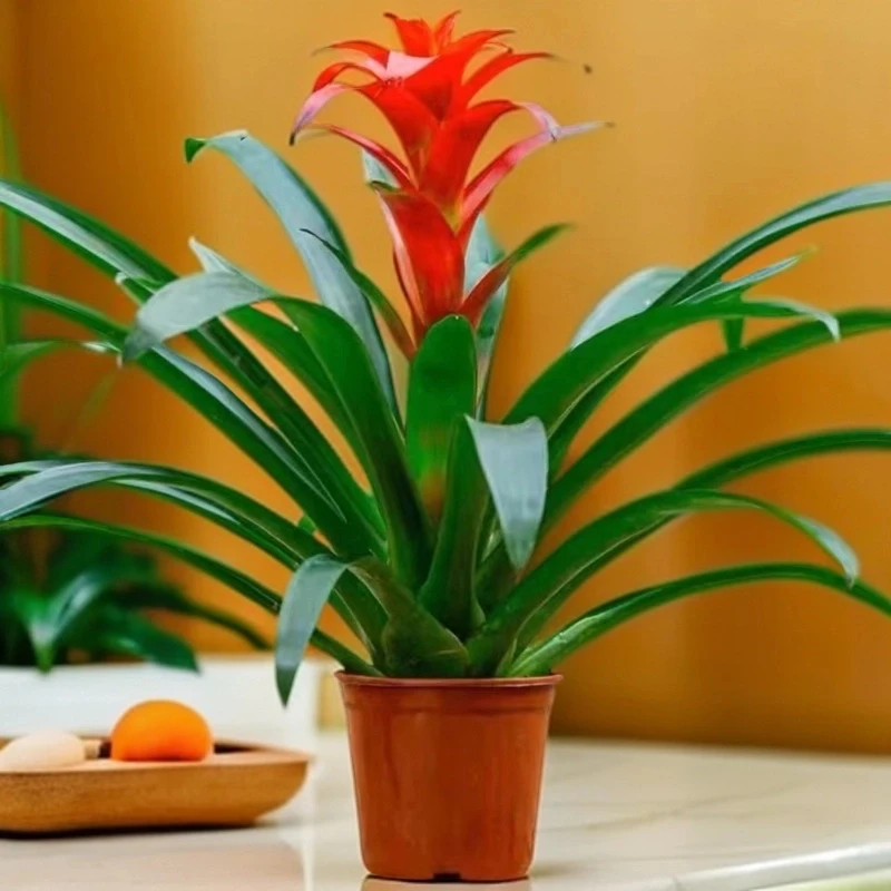 鸿运当头】平头红植物盆栽室内好养植物土培植物高度40-50高左右