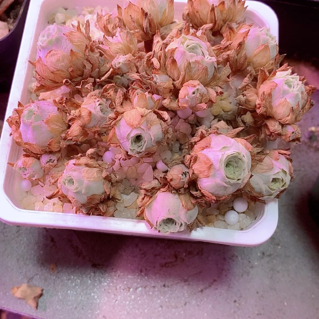秋夕群一物一拍184