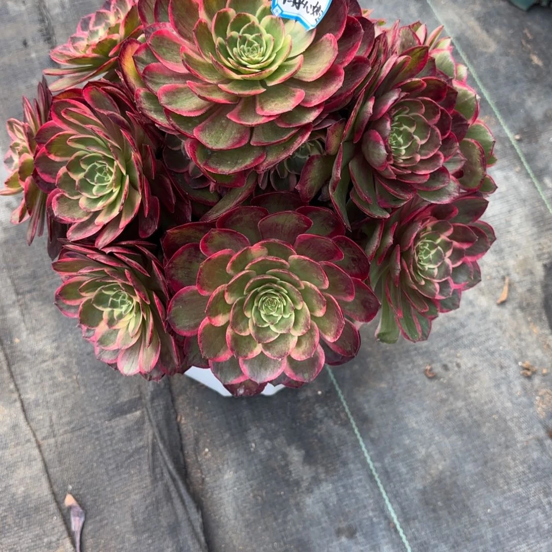 静**玉花好月又圆202515